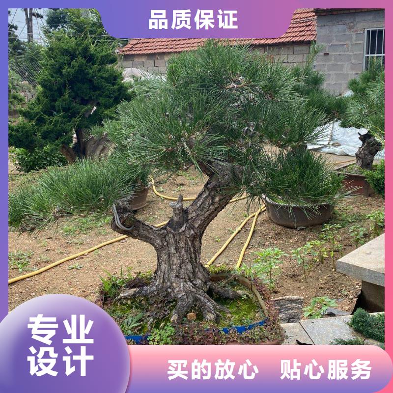  造型松源头工厂
