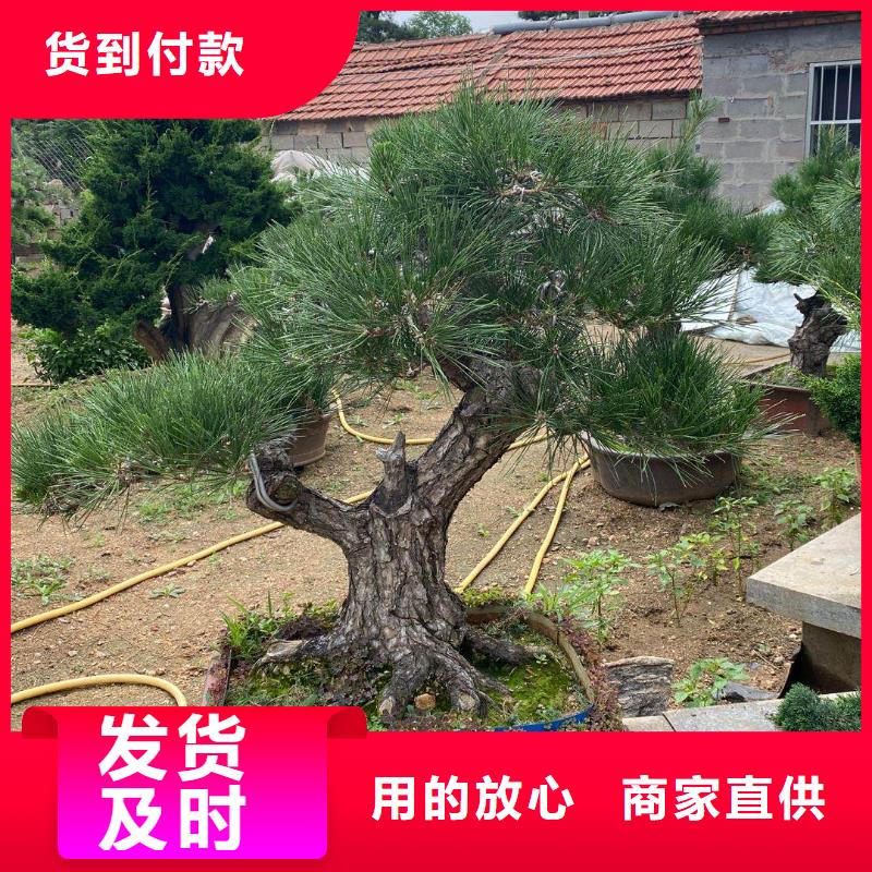造型池松-视频-造型池松_山西省运城市市场覆盖河津|绛县|阳泉|吕梁|太原|临汾等