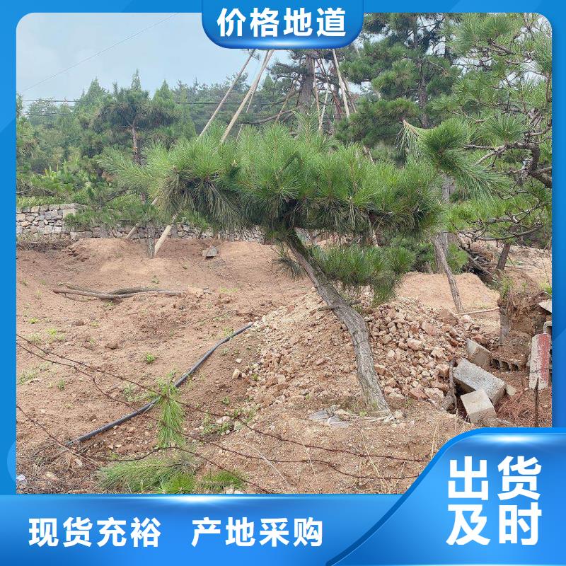 造型松盆景免费安装
