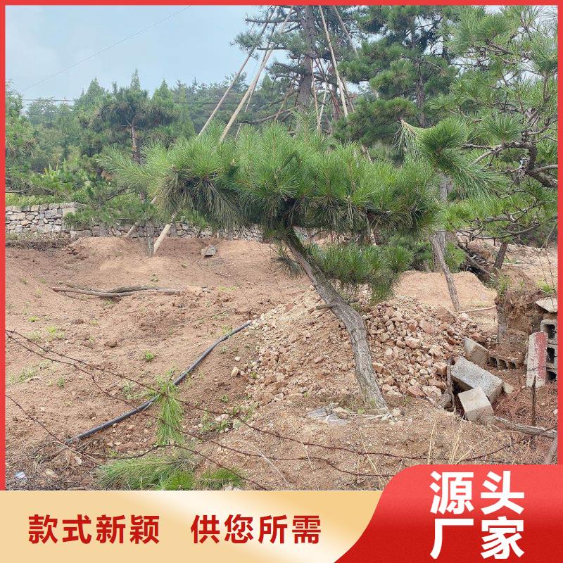 【 造型松质量安心】