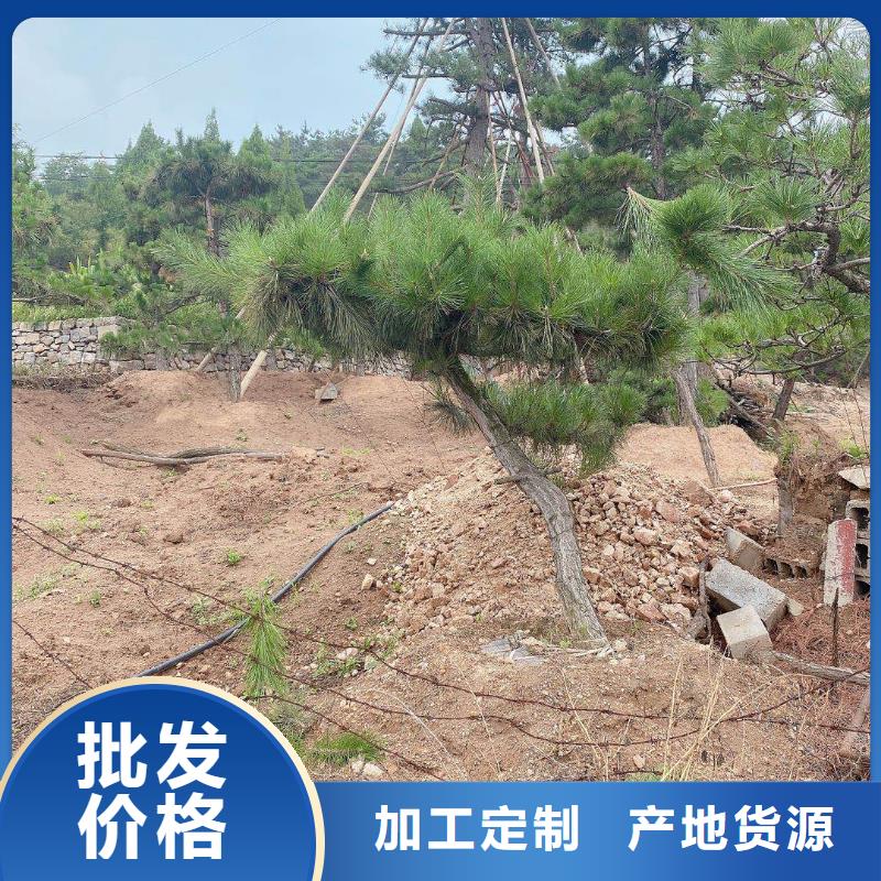 造型松造型池松应用领域