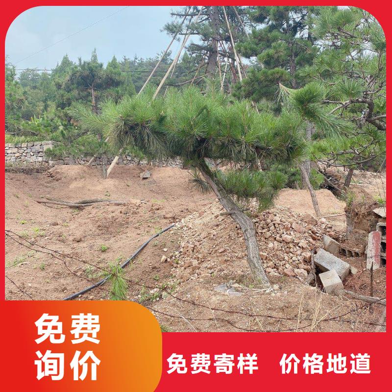 造型池松-视频-造型池松_山西省运城市市场覆盖河津|绛县|阳泉|吕梁|太原|临汾等