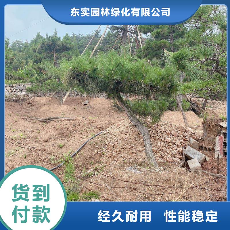 造型松-古桩匠心工艺