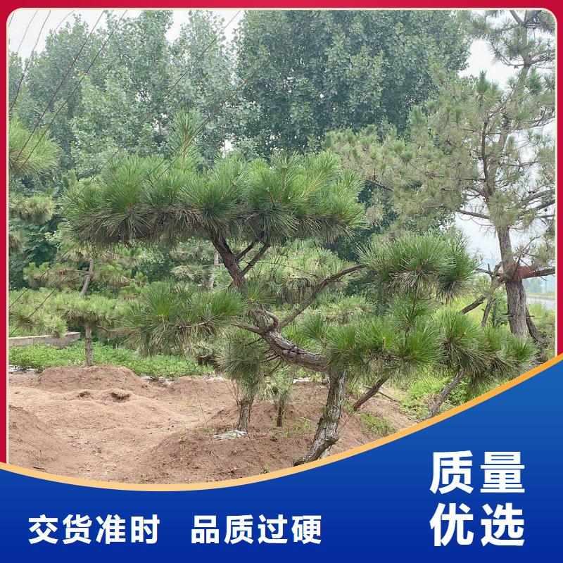  造型松价格低