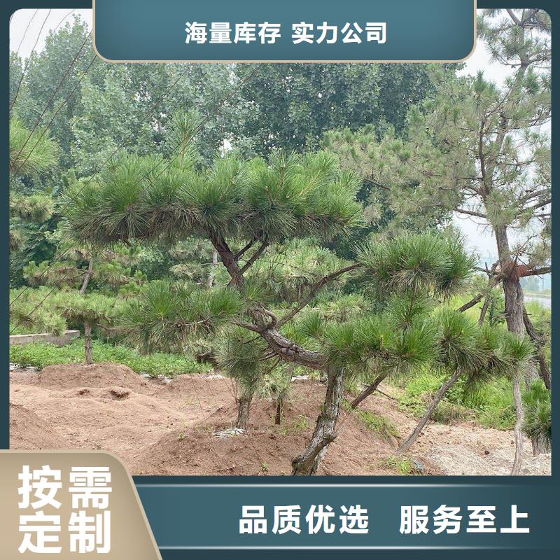 造型松厂家技术完善