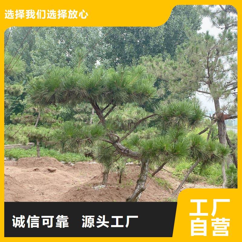 造型松古桩厂家经验丰富