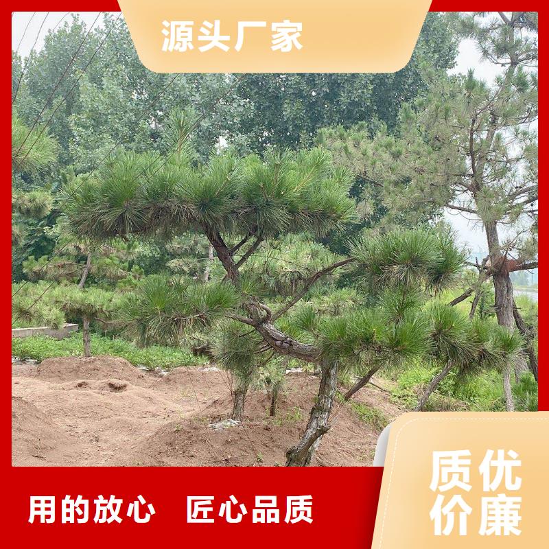 造型松-古桩匠心工艺