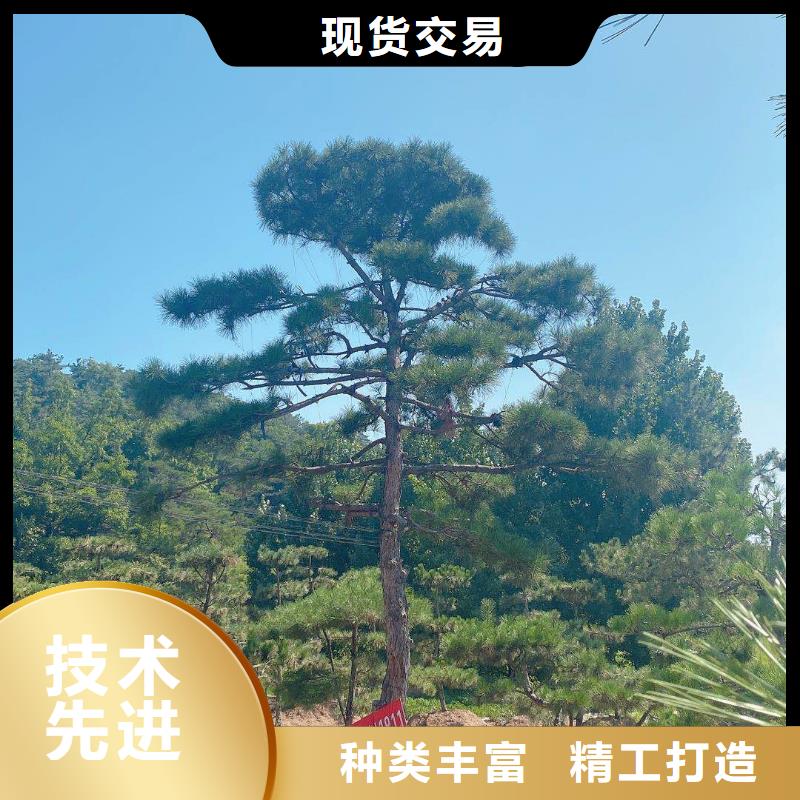 造型松,造型油松定金锁价