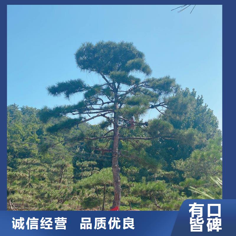 造型松造型松价格品质保证