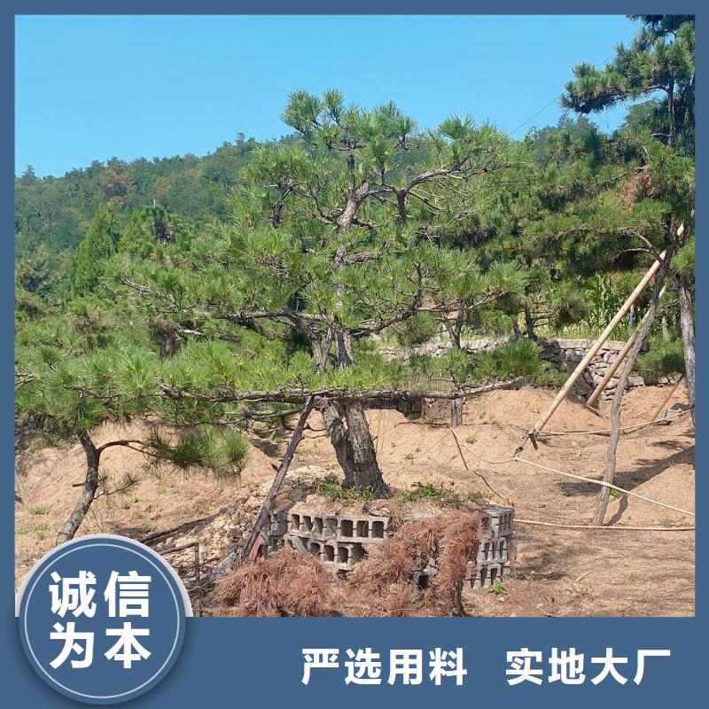 造型松造型油松制造厂家