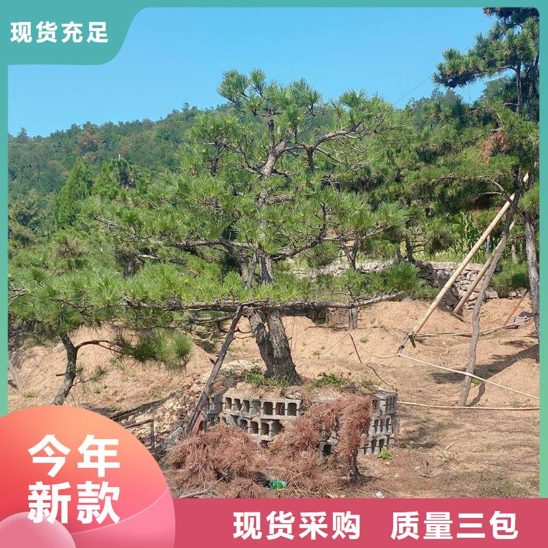 造型松平顶松订制批发
