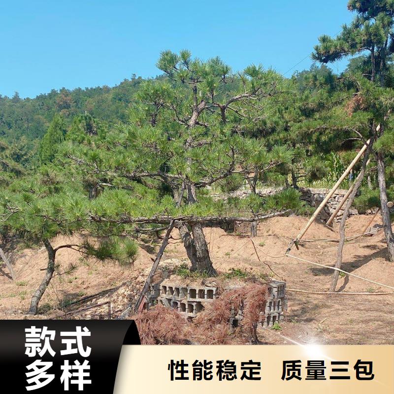 造型松定制零售批发