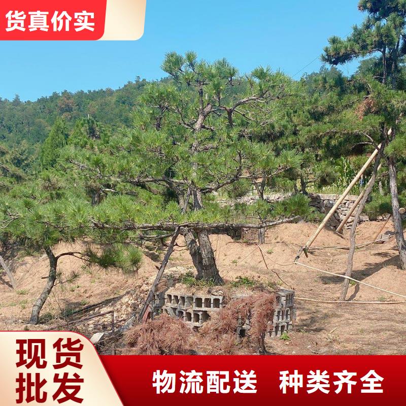 造型松,造型池松一个起售
