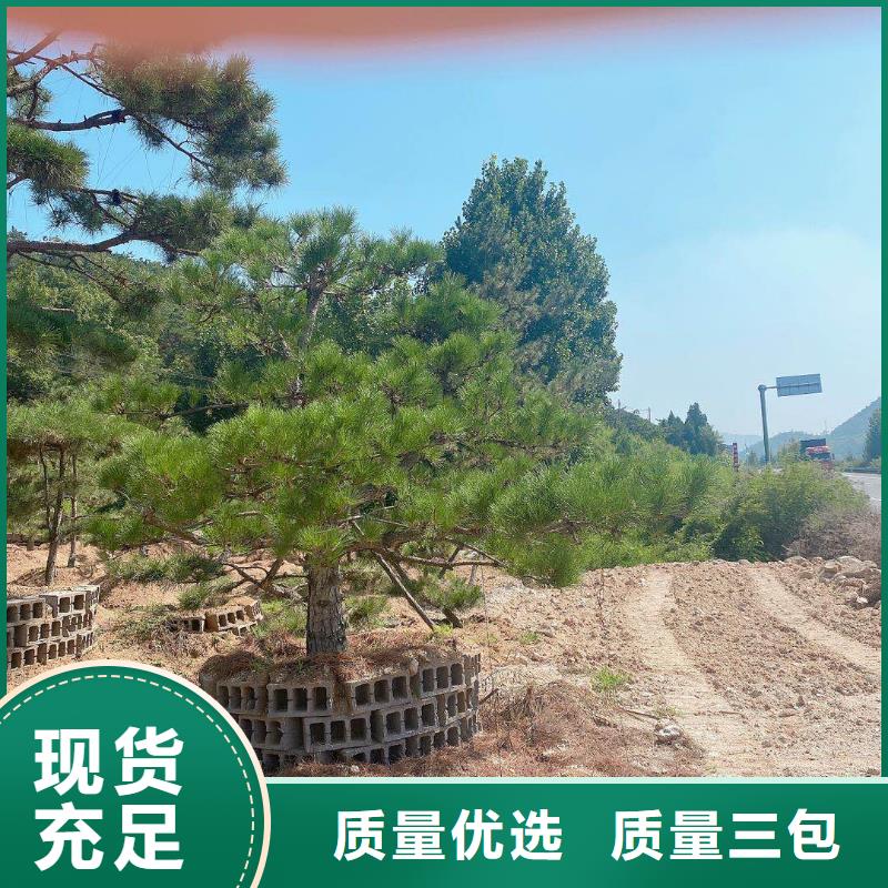 造型松,造型松价格的图文介绍