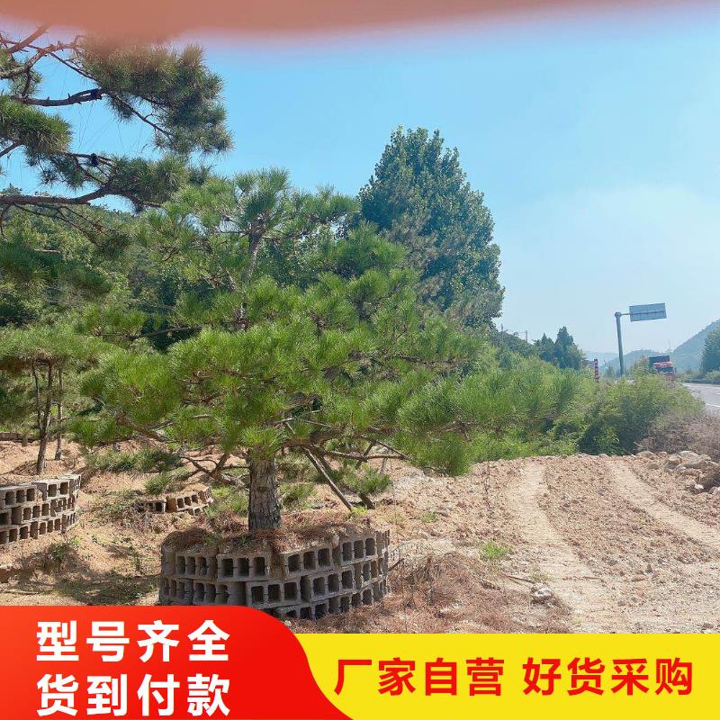  造型松快速物流发货