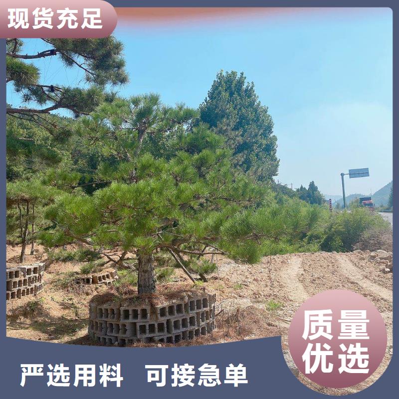 造型松,造型黑松市场报价