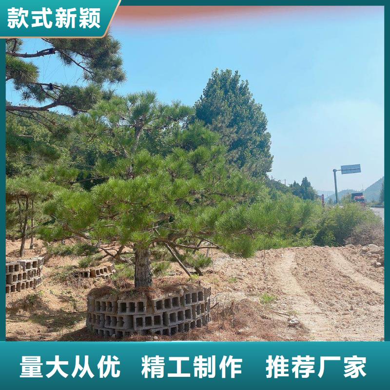 造型松造型黑松加工定制