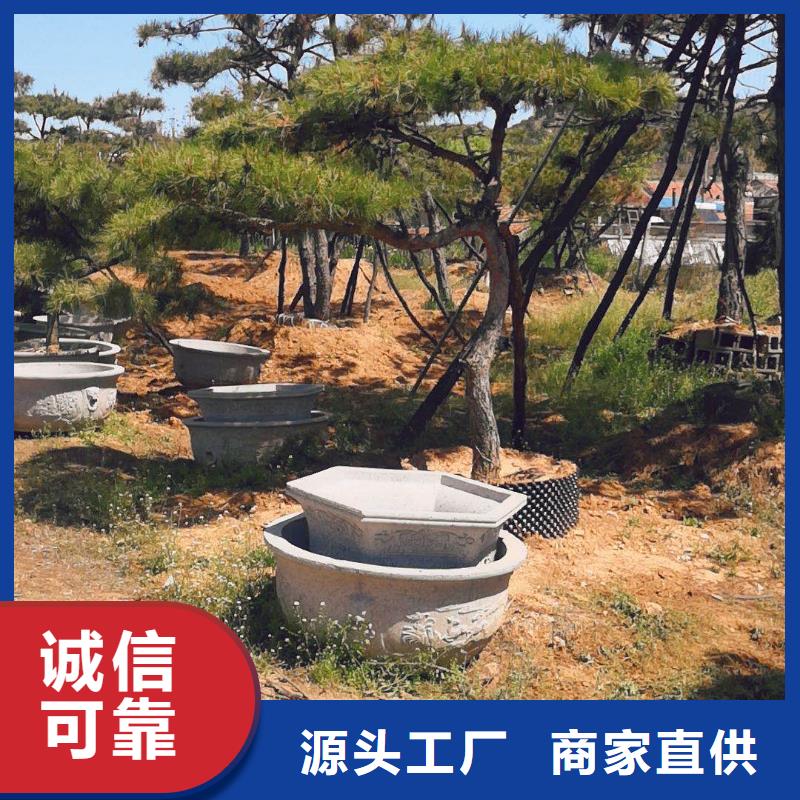  造型松从源头保证品质