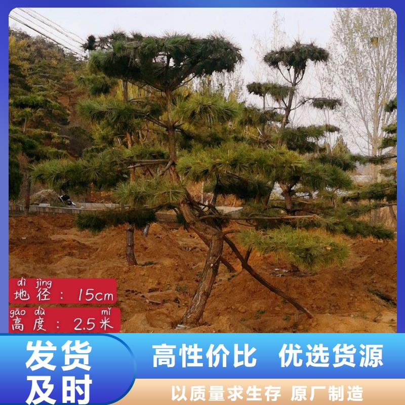 造型松黑松种类齐全