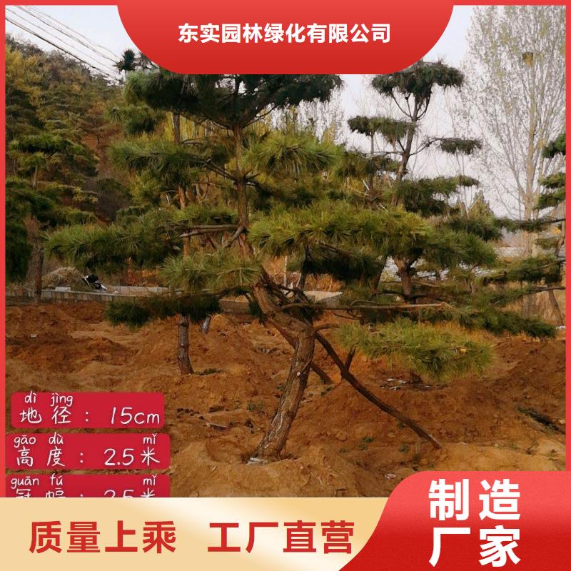 造型松造型池松价格低