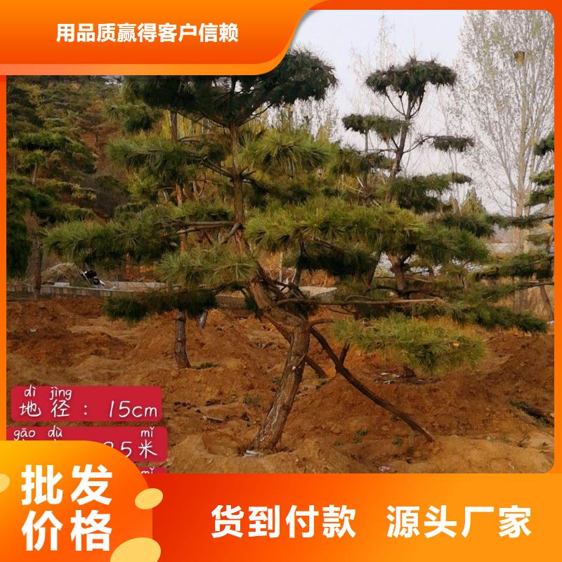 造型松-造型黑松按需定做