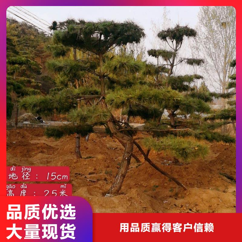 【造型松古桩欢迎来电咨询】