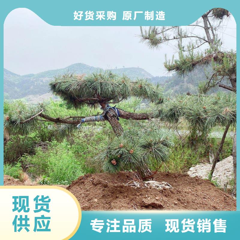 造型松【造型松价格】采购