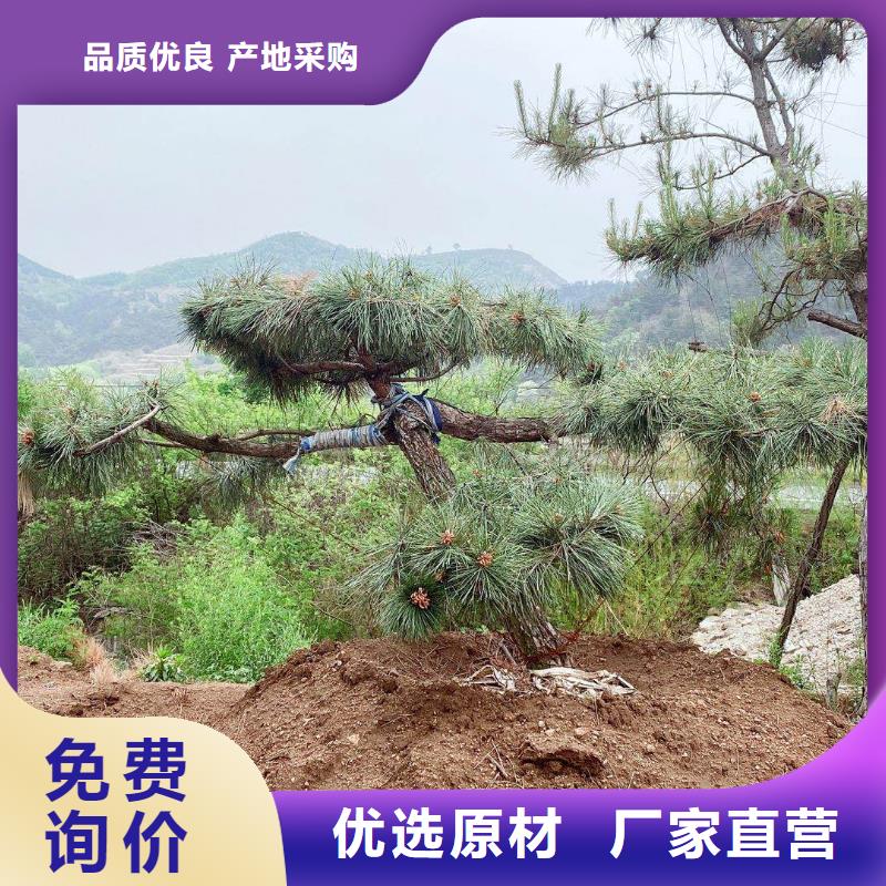 造型松古桩批发价格