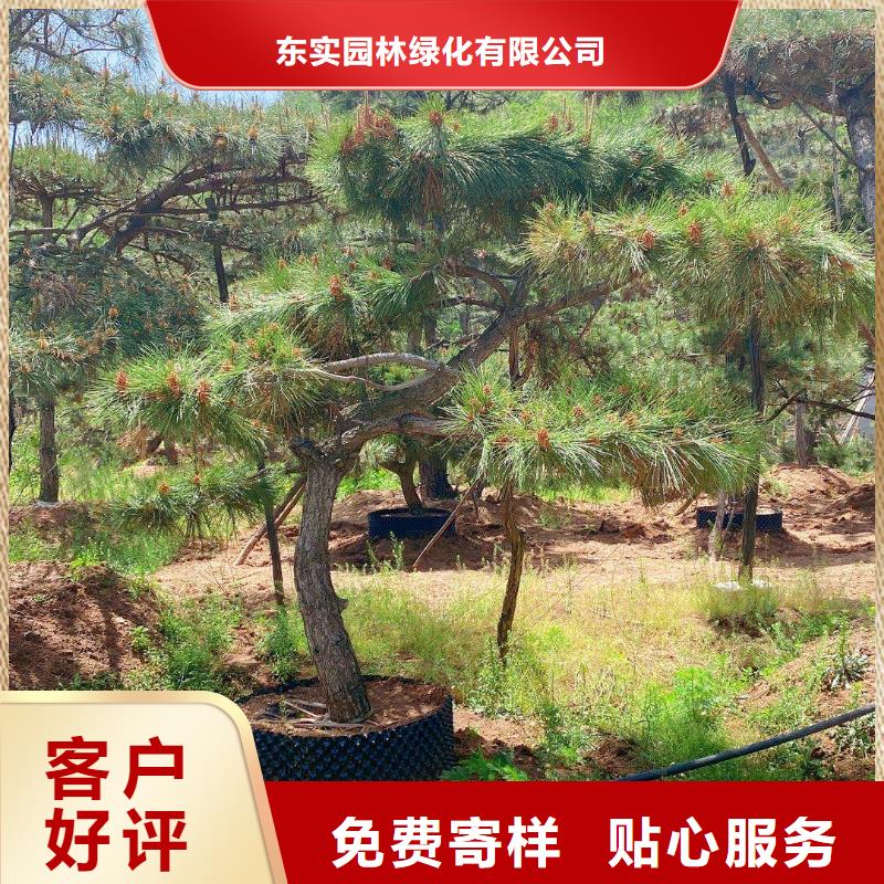  造型松自产自销