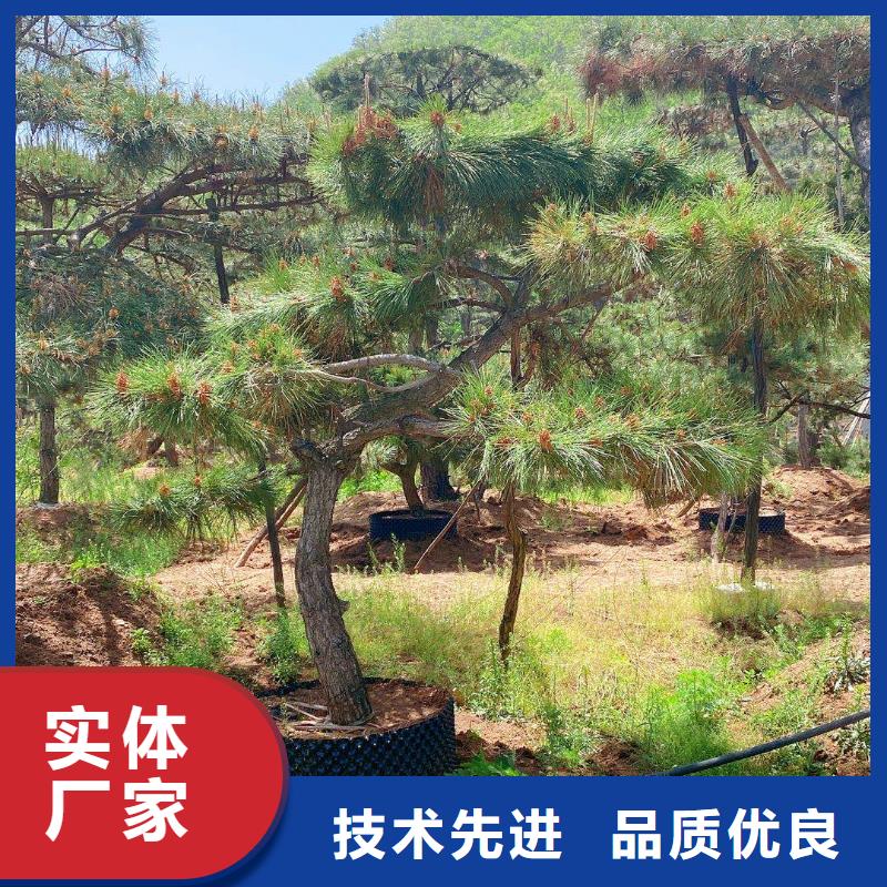 造型松_造型松苗木专业品质
