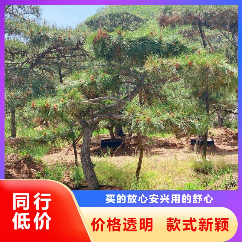 造型松造型池松价格低