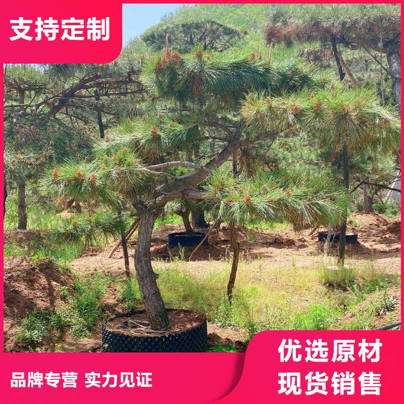 造型松造型松基地自产自销