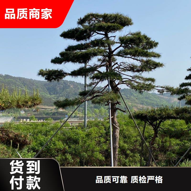 造型松古桩厂家经验丰富