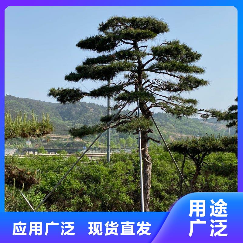  造型松厂家直销值得选择