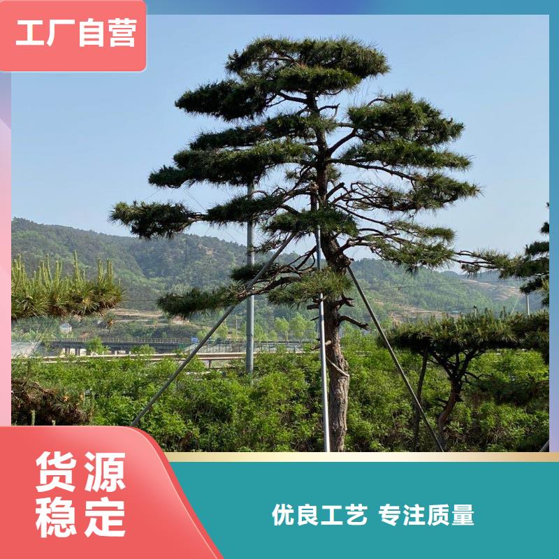 造型松,造型池松一个起售
