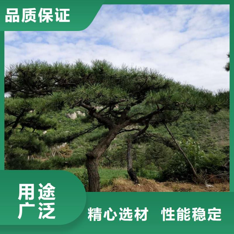 【 造型松质量安心】