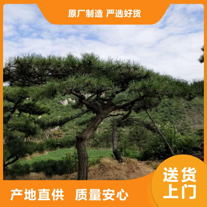 造型松,造型松价格细节决定品质