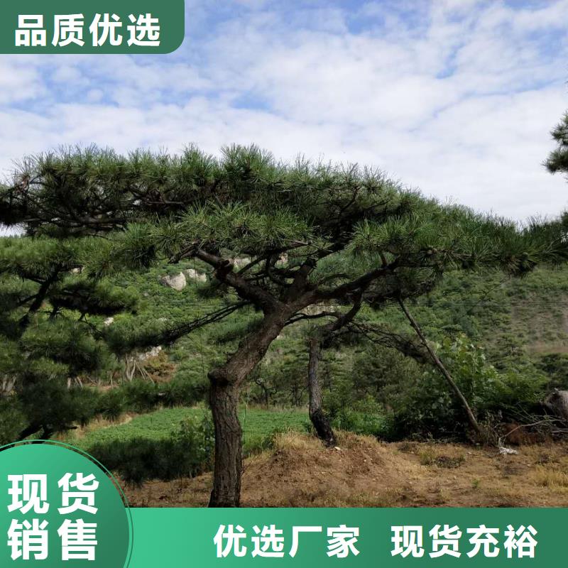 造型松盆景高品质诚信厂家