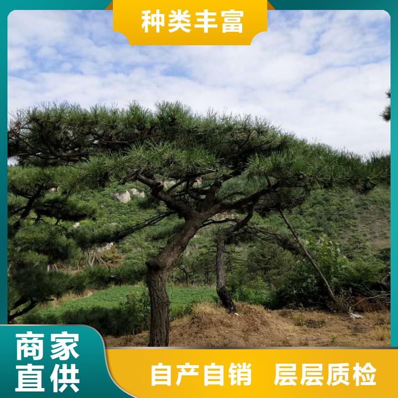 造型松_造型松苗木专业品质