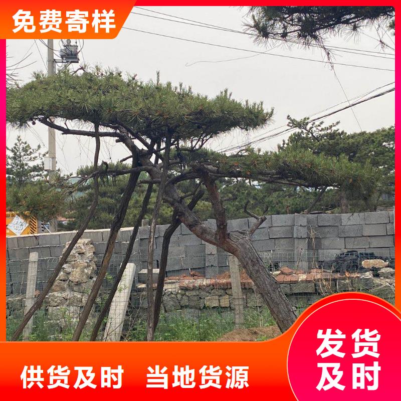 造型松古桩卓越品质保障