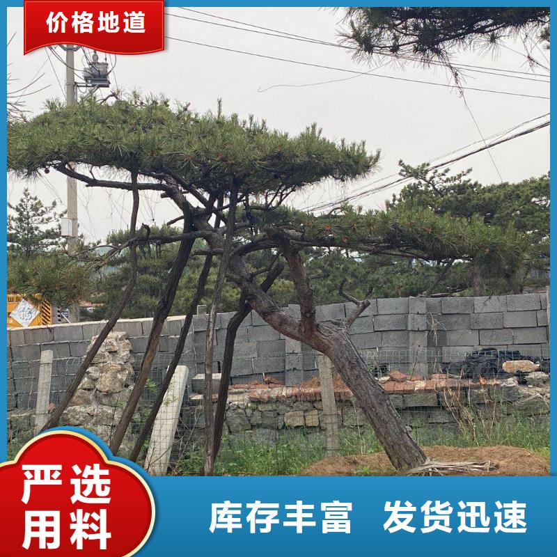 造型松-造型黑松按需定做