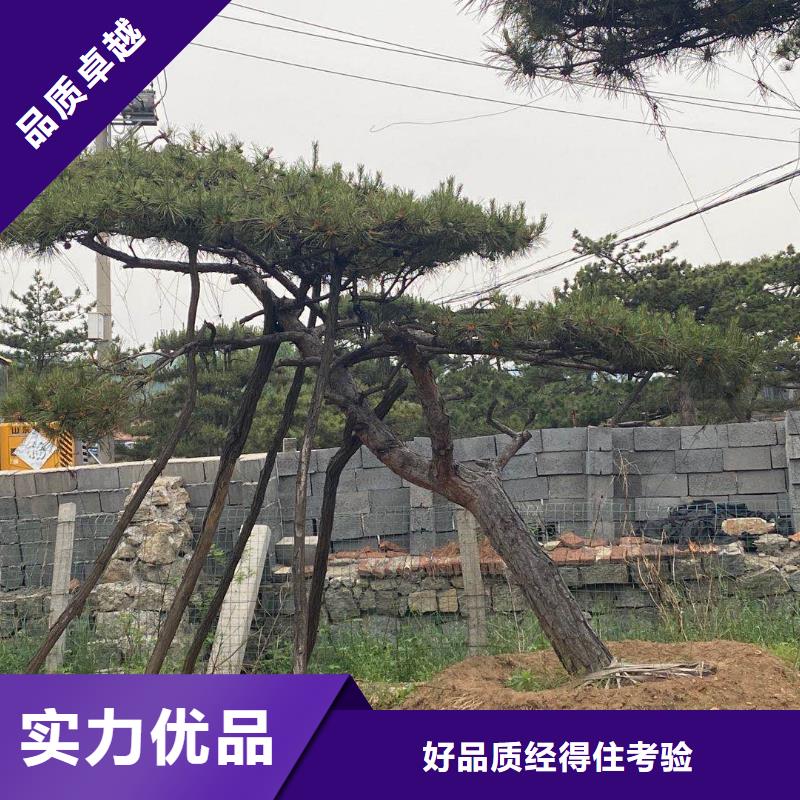 造型松平顶松用心做品质