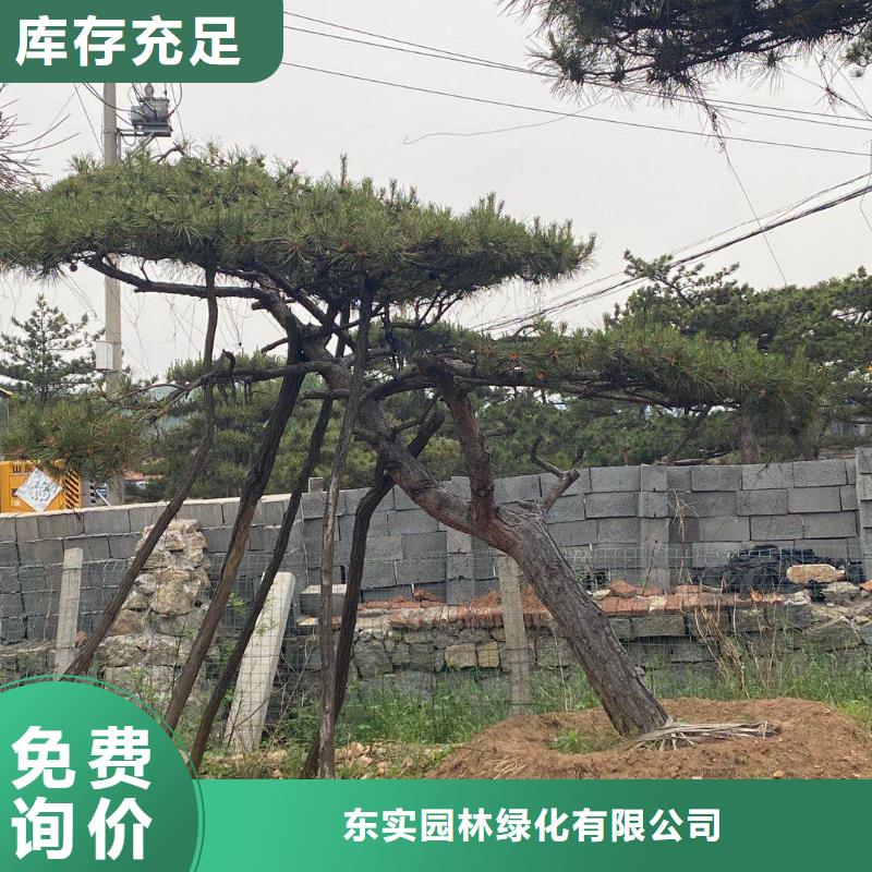 【造型松盆景品质保障价格合理】