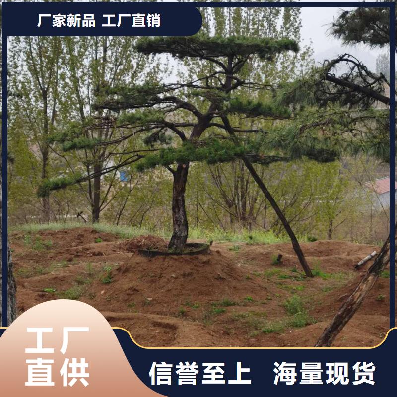 造型松造型油松用心制作