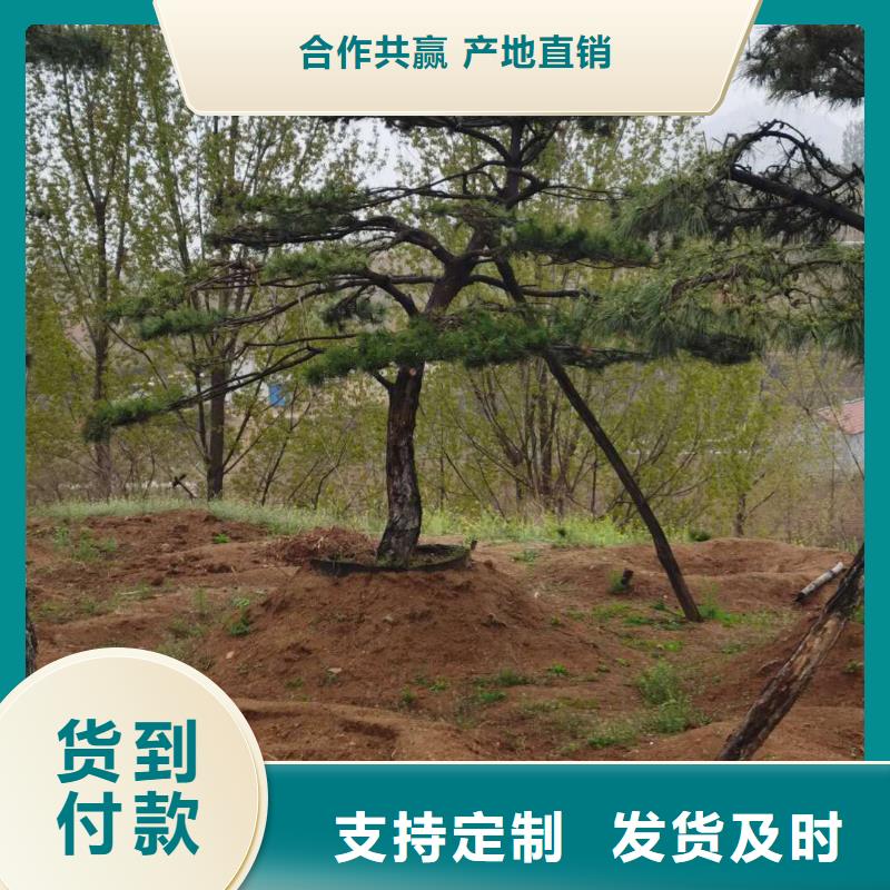 造型松造型黑松加工定制