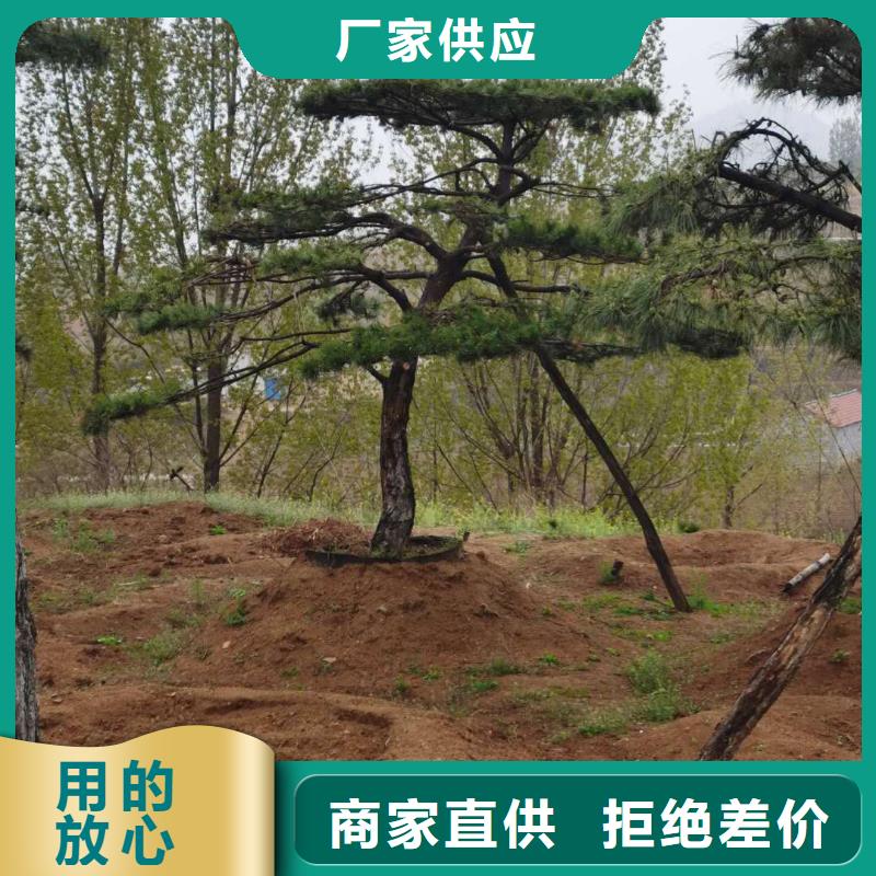 造型松造型池松价格低