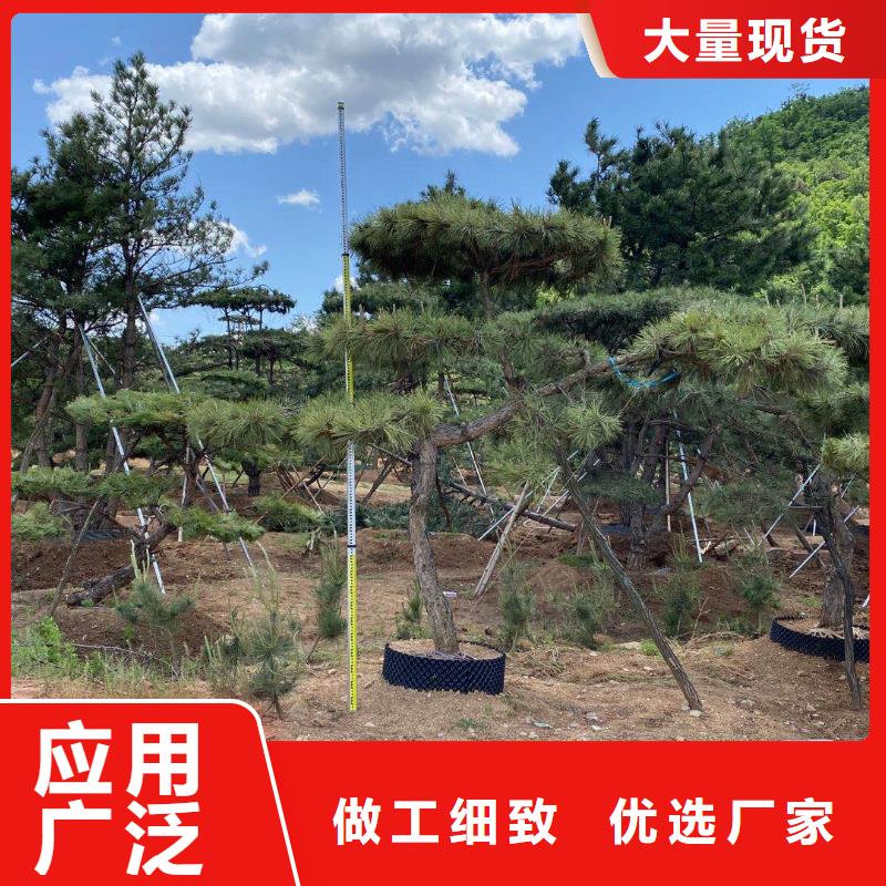 造型松造型黑松加工定制