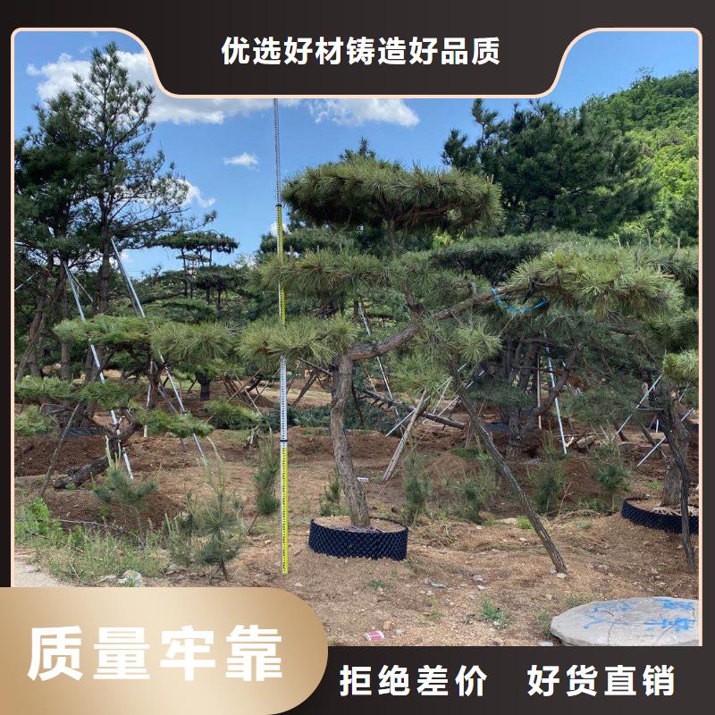 造型松 造型油松实力厂家