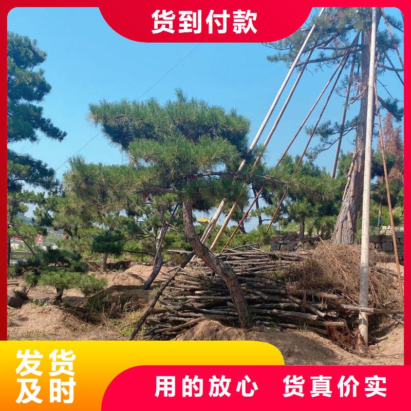 造型松造型黑松加工定制