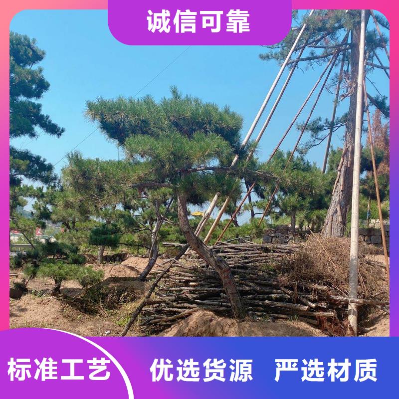  造型松资质认证